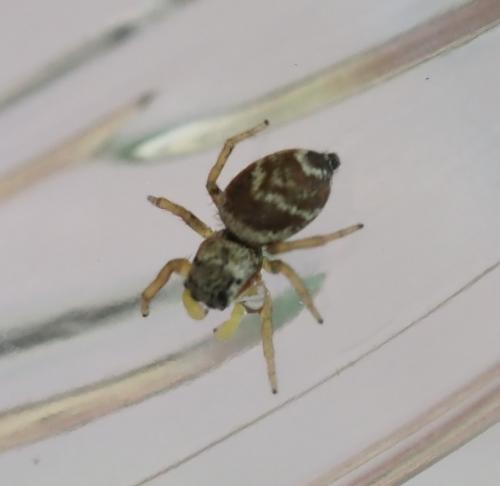 Réf. 239 067 : Heliophanus tribulosus